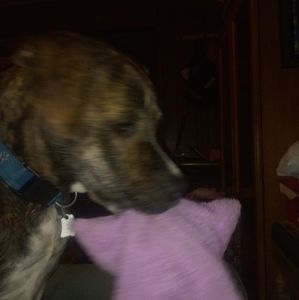 Meet your Posher, Dean